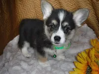 GREEN GIRL, a female Pembroke Welsh Corgi for sale in Lynn Haven, FL – 2 of 10