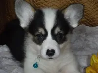 BLUE GIRL, a female Pembroke Welsh Corgi for sale in Lynn Haven, FL – 8 of 10