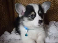 BLUE GIRL, a female Pembroke Welsh Corgi for sale in Lynn Haven, FL – 3 of 10