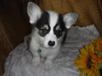 BLUE GIRL, a female Pembroke Welsh Corgi for sale in Lynn Haven, FL – 9 of 10