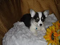 BLUE GIRL, a female Pembroke Welsh Corgi for sale in Lynn Haven, FL – 10 of 10