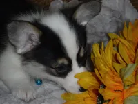 BLUE GIRL, a female Pembroke Welsh Corgi for sale in Lynn Haven, FL – 6 of 10