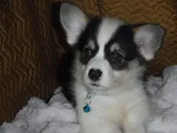 BLUE GIRL, a female Pembroke Welsh Corgi for sale in Lynn Haven, FL – 2 of 10