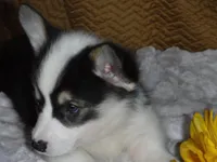 BLUE GIRL, a female Pembroke Welsh Corgi for sale in Lynn Haven, FL – 7 of 10