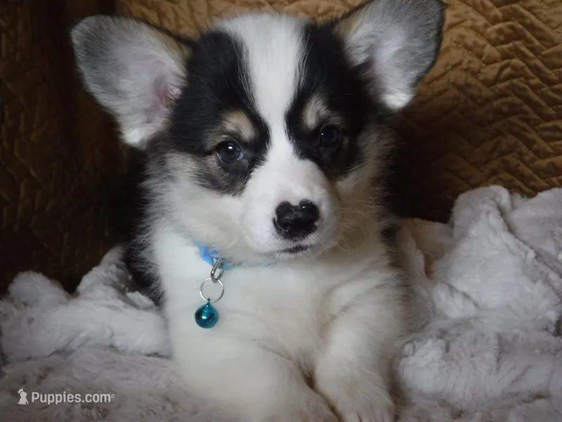 BLUE GIRL – Pembroke Welsh Corgi puppy for sale in Lynn Haven, FL