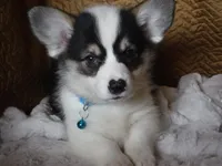 BLUE GIRL, a female Pembroke Welsh Corgi for sale in Lynn Haven, FL – 1 of 10
