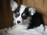 BLUE GIRL, a female Pembroke Welsh Corgi for sale in Lynn Haven, FL – 5 of 10