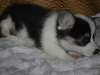 BLUE GIRL, a female Pembroke Welsh Corgi for sale in Lynn Haven, FL – 4 of 10