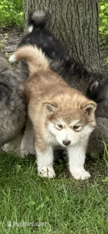 AKC Phoenix – Alaskan Malamute puppy for sale in Pleasant Hill, IL