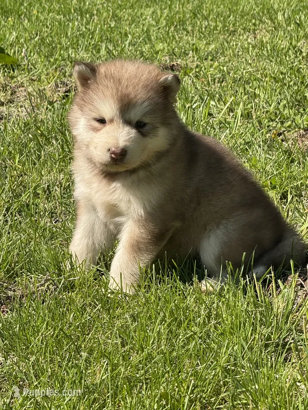 AKC Phoenix – Alaskan Malamute puppy for sale in Pleasant Hill, IL