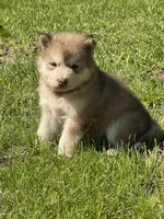 AKC Phoenix, a female Alaskan Malamute for sale in Pleasant Hill, IL – 2 of 2
