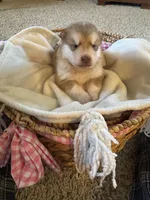 Hank, a male Alaskan Malamute for sale in Pleasant Hill, IL – Photo 4 of 5