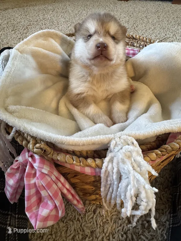Hank – Alaskan Malamute puppy for sale in Pleasant Hill, IL