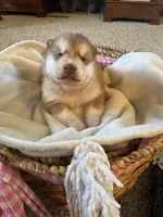 Hank, a male Alaskan Malamute for sale in Pleasant Hill, IL – Photo 2 of 5