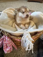 Hank, a male Alaskan Malamute for sale in Pleasant Hill, IL – Photo 3 of 5