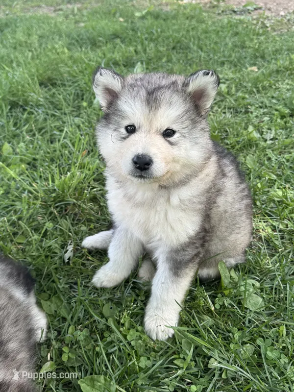 AKC Everest – Alaskan Malamute puppy for sale in Pleasant Hill, IL
