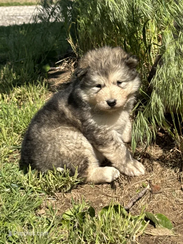 AKC Nova – Alaskan Malamute puppy for sale in Pleasant Hill, IL
