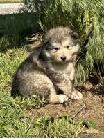 AKC Nova, a female Alaskan Malamute for sale in Pleasant Hill, IL – 1 of 1