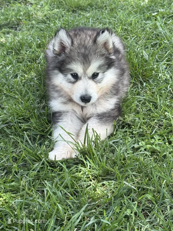 AKC Nova – Alaskan Malamute puppy for sale in Pleasant Hill, IL