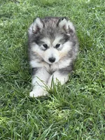 AKC Nova, a female Alaskan Malamute for sale in Pleasant Hill, IL – 1 of 3