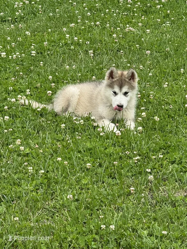 Eve – Alaskan Malamute puppy for sale in Pleasant Hill, IL