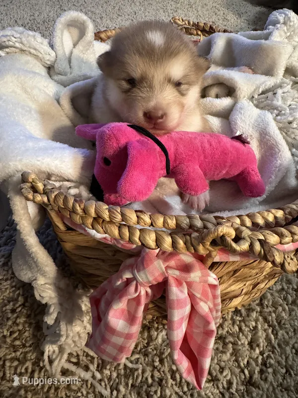 Tulip – Alaskan Malamute puppy for sale in Pleasant Hill, IL