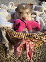 Tulip, a female Alaskan Malamute for sale in Pleasant Hill, IL – Photo 1 of 7