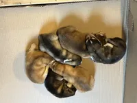 Tulip, a female Alaskan Malamute for sale in Pleasant Hill, IL – Photo 7 of 7