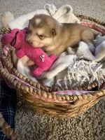 Tulip, a female Alaskan Malamute for sale in Pleasant Hill, IL – Photo 2 of 7