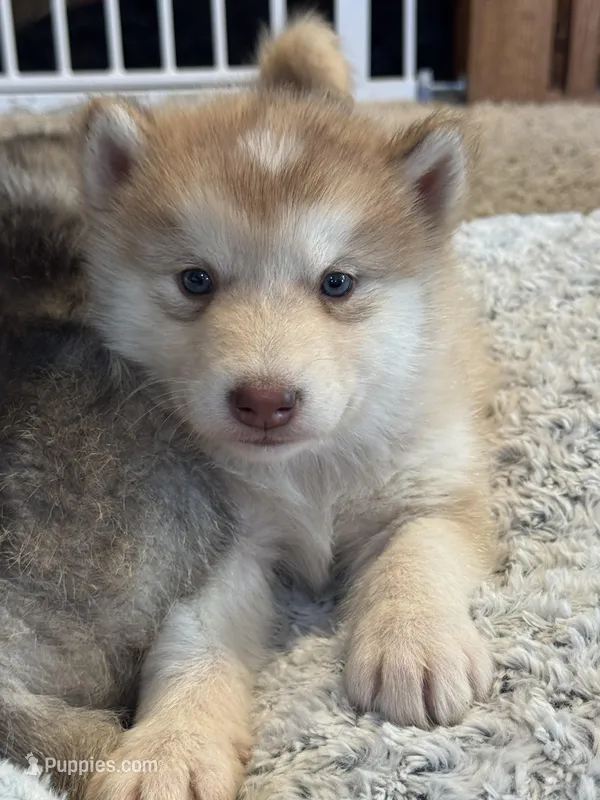 Tulip – Alaskan Malamute puppy for sale in Pleasant Hill, IL