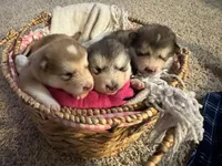 Tulip, a female Alaskan Malamute for sale in Pleasant Hill, IL – Photo 5 of 7