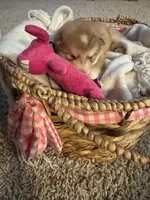 Tulip, a female Alaskan Malamute for sale in Pleasant Hill, IL – Photo 4 of 7