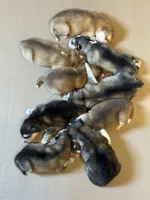 Tulip, a female Alaskan Malamute for sale in Pleasant Hill, IL – Photo 6 of 7