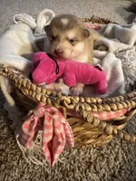 Tulip, a female Alaskan Malamute for sale in Pleasant Hill, IL – Photo 3 of 7