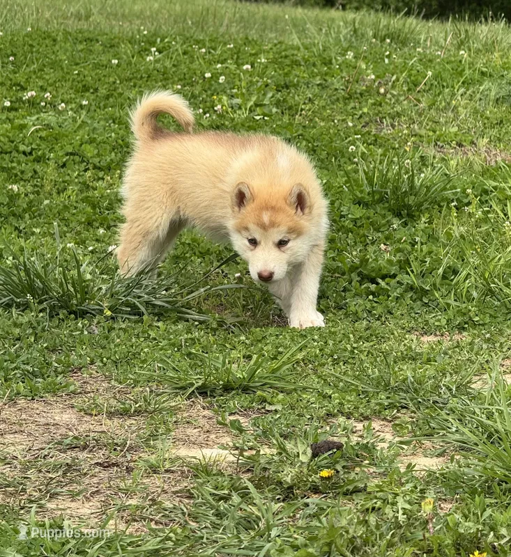 Tulip – Alaskan Malamute puppy for sale in Pleasant Hill, IL