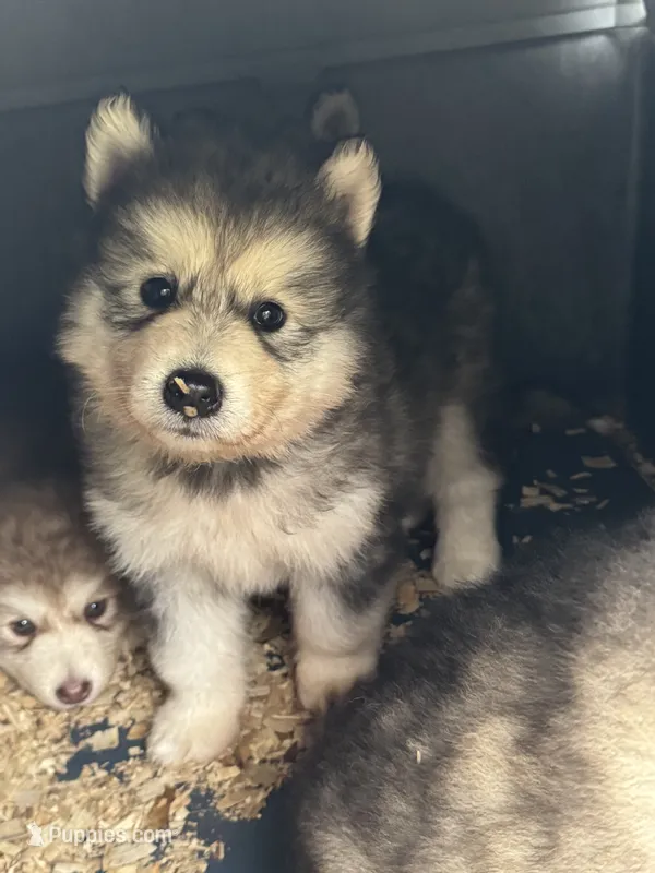 Winter – Alaskan Malamute puppy for sale in Pleasant Hill, IL