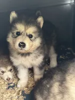 Winter, a female Alaskan Malamute for sale in Pleasant Hill, IL – 1 of 3