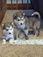 Holy, a female Alaskan Malamute for sale in Pleasant Hill, IL – Photo 7 of 7