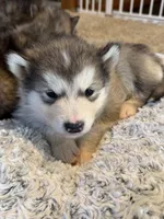 Holy, a female Alaskan Malamute for sale in Pleasant Hill, IL – Photo 3 of 7