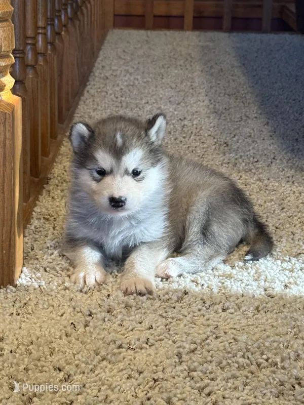 Holy – Alaskan Malamute puppy on hold in Pleasant Hill, IL