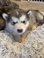 Holy, a female Alaskan Malamute for sale in Pleasant Hill, IL – Photo 4 of 7