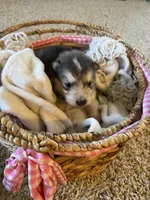 Bean, a male Alaskan Malamute for sale in Pleasant Hill, IL – Photo 1 of 6