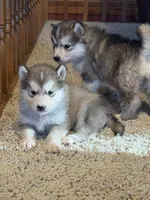 Holy, a female Alaskan Malamute for sale in Pleasant Hill, IL – Photo 2 of 7
