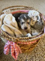 Bean, a male Alaskan Malamute for sale in Pleasant Hill, IL – Photo 4 of 6