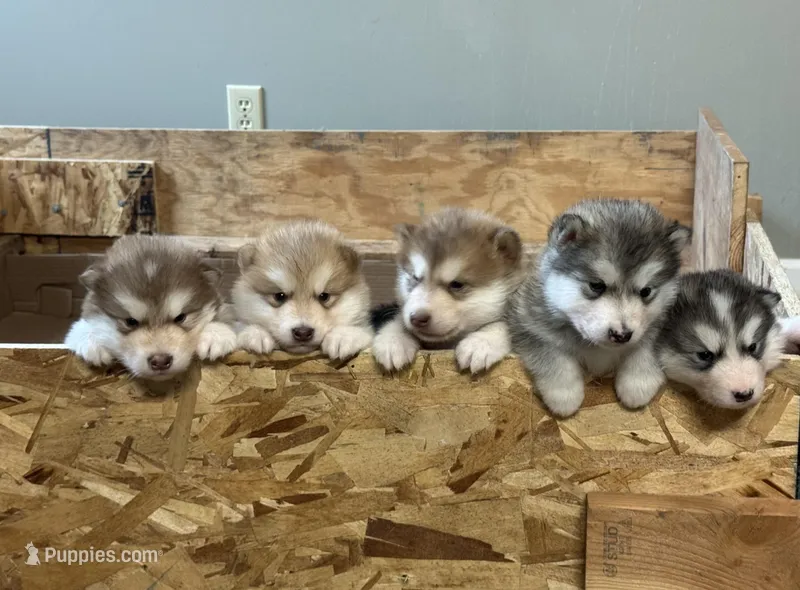 Bean – Alaskan Malamute puppy for sale in Pleasant Hill, IL