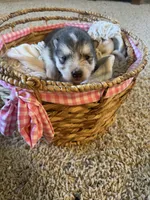 Bean, a male Alaskan Malamute for sale in Pleasant Hill, IL – Photo 2 of 6