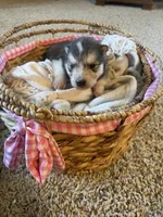 Bean, a male Alaskan Malamute for sale in Pleasant Hill, IL – Photo 3 of 6