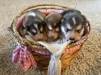 Bean, a male Alaskan Malamute for sale in Pleasant Hill, IL – Photo 6 of 6