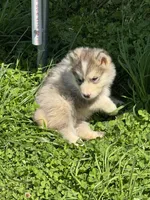 Holiday, a male Alaskan Malamute for sale in Pleasant Hill, IL – 9 of 9