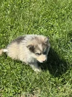 Holiday, a male Alaskan Malamute for sale in Pleasant Hill, IL – 4 of 9
